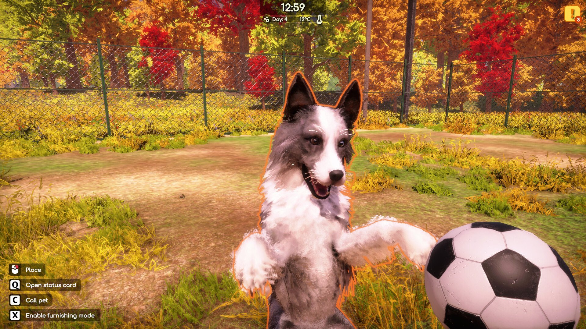 Hond speelt met voetbal