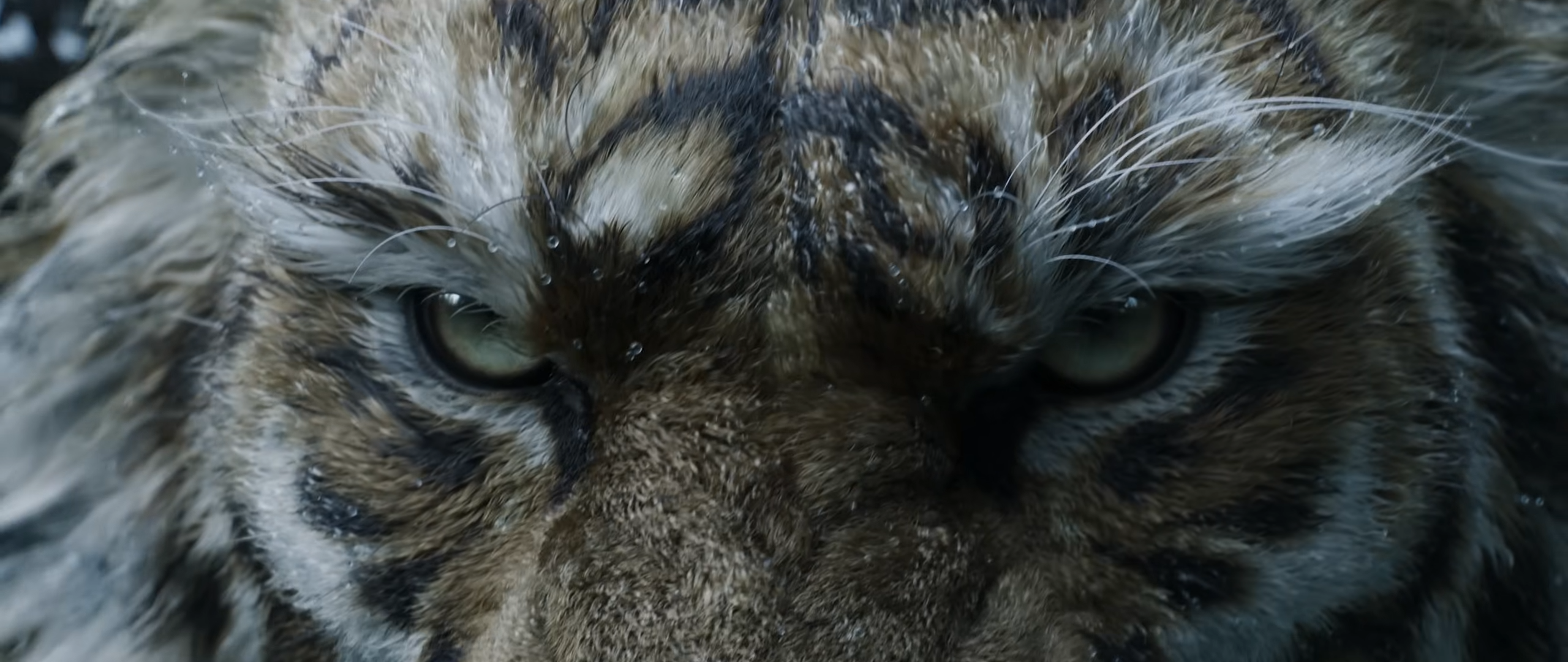 Tigre