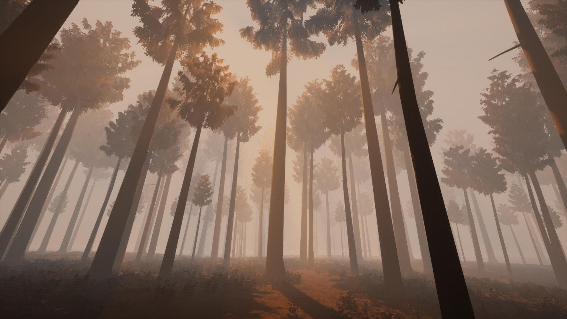 Woodland at dawn