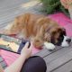 Person playing Steam Deck OLED outdoors beside a resting dog.